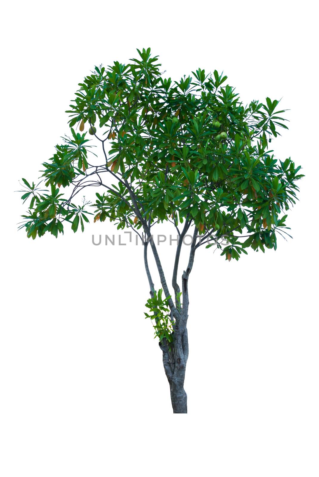 tree and leaf beautiful on white background. Cerbera plant or Alstonia scholaris