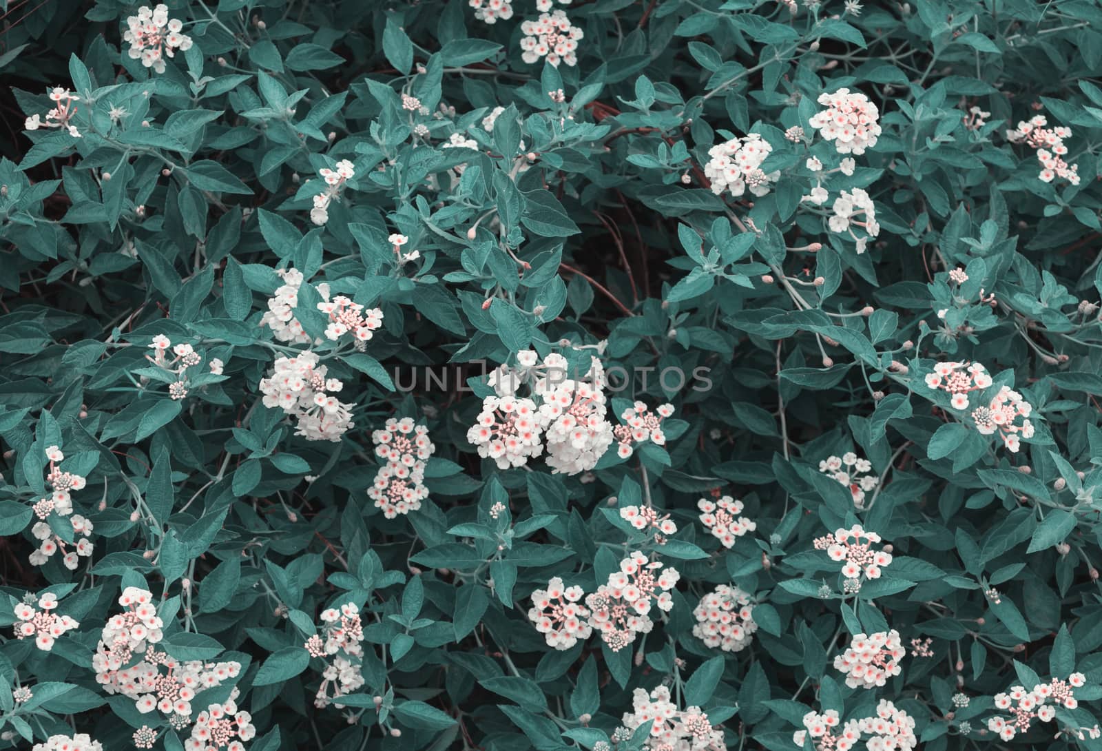 green leaves background and above lantana camara white flowers