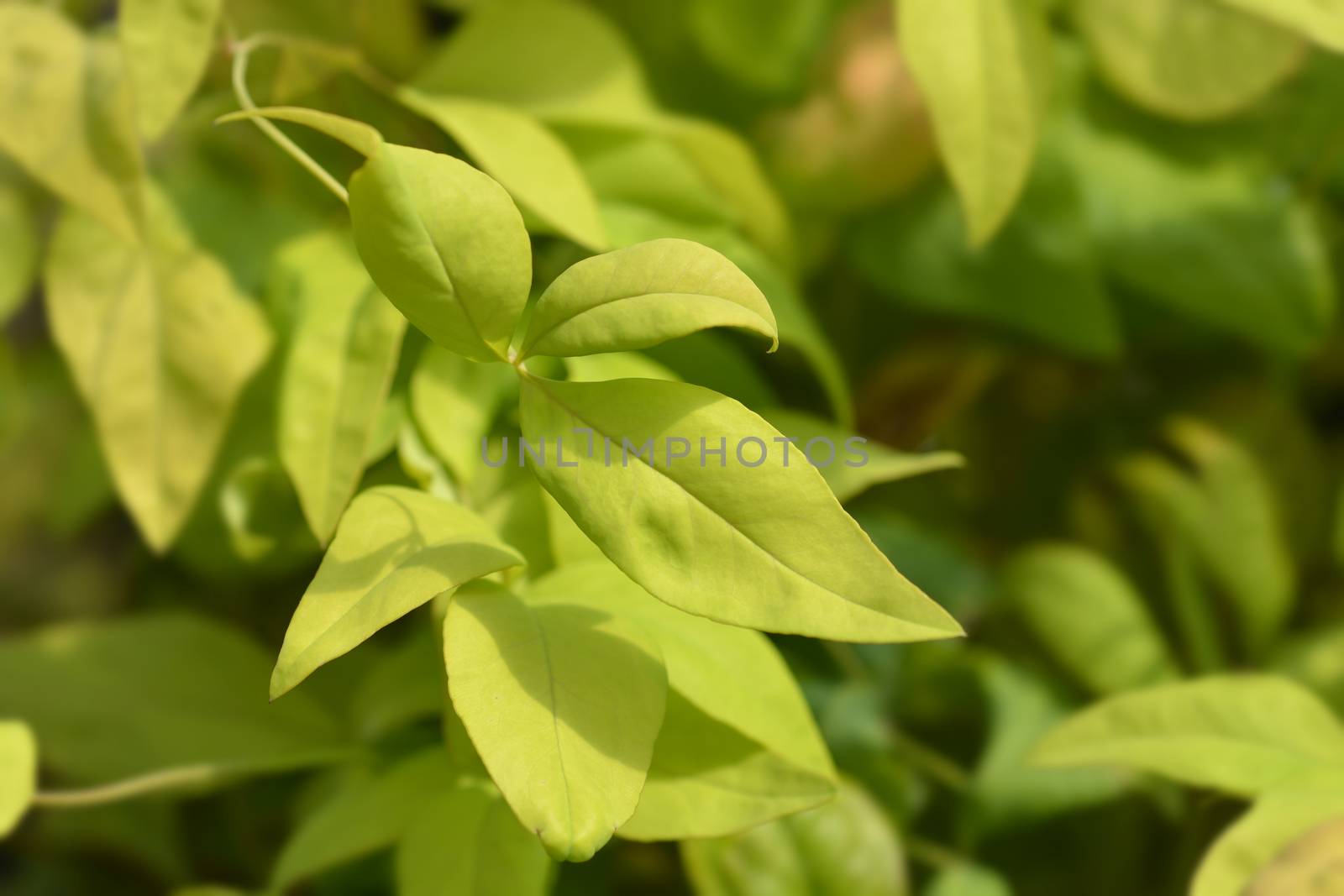 Heavenly bamboo Fire Power leaves - Latin name - Nandina domestica Fire Power