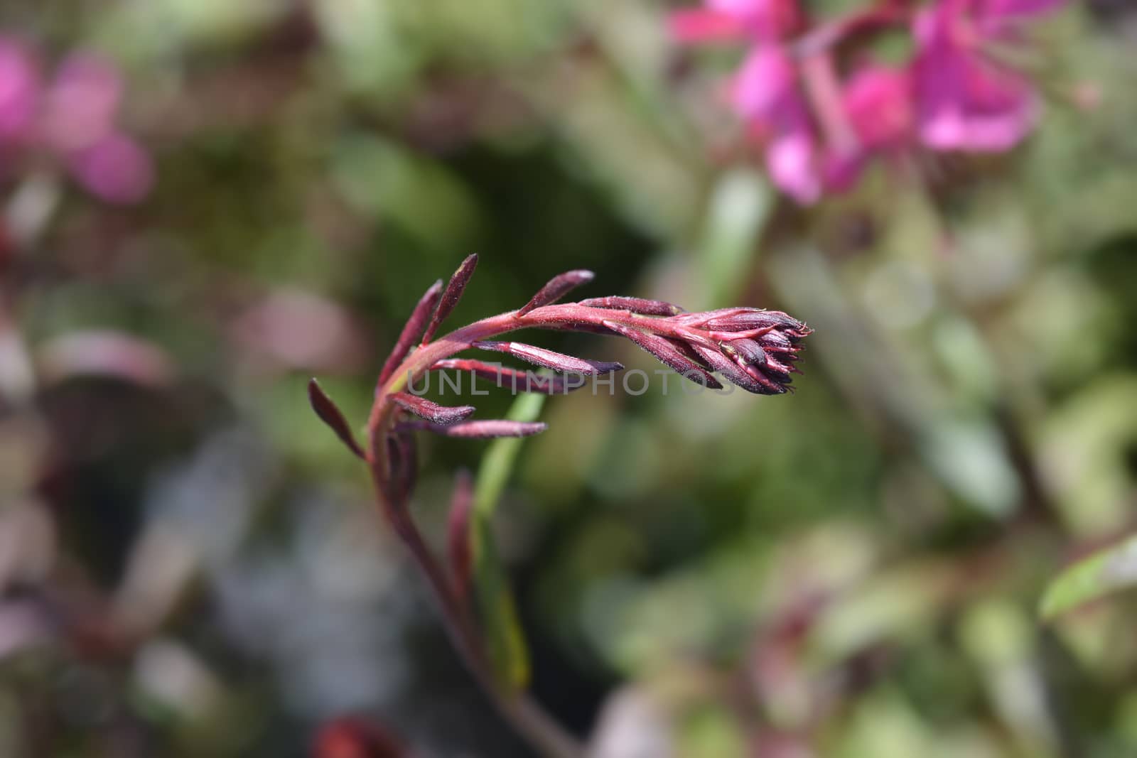 Pink Gaura flower buds - Latin name - Oenothera lindheimeri (Gaura lindheimeri)