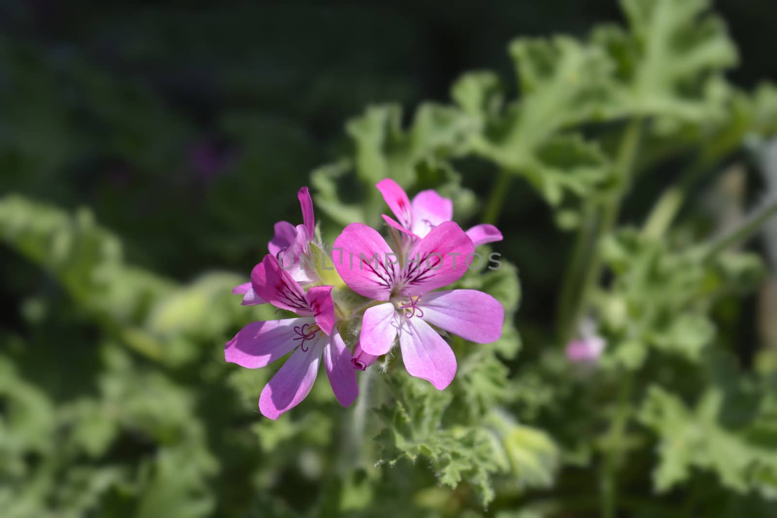 Sweet-scented geranium - Latin name - Pelargonium graveolens