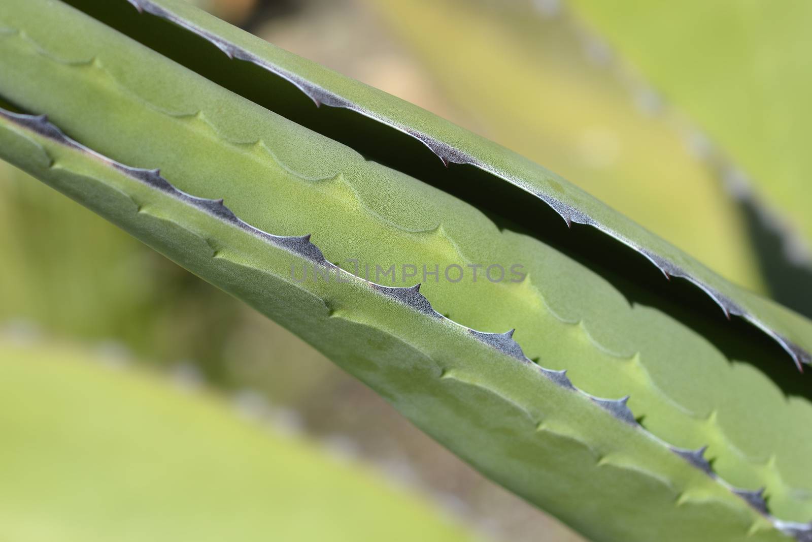 Century plant leaf detail - Latin name - Agave salmiana