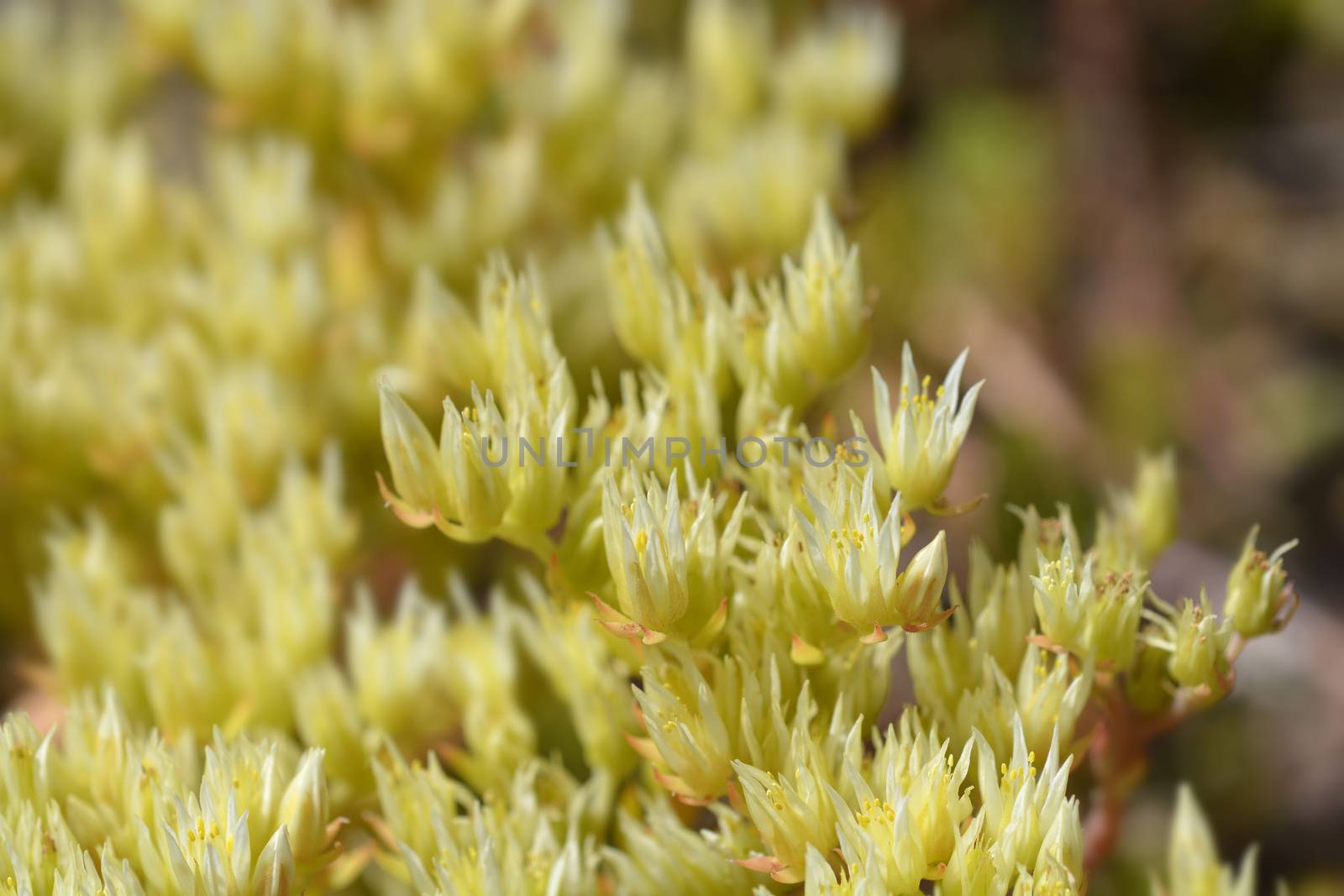 European stonecrop flower - Latin name - Sedum ochroleucum