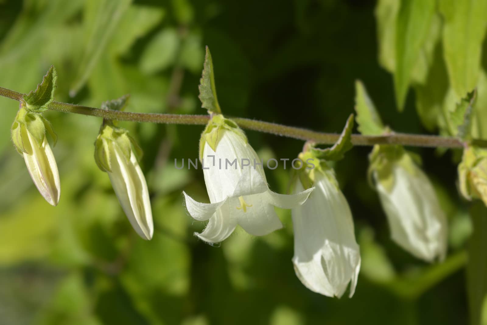 Yellowish-white bellflower - Latin name - Campanula ochroleuca