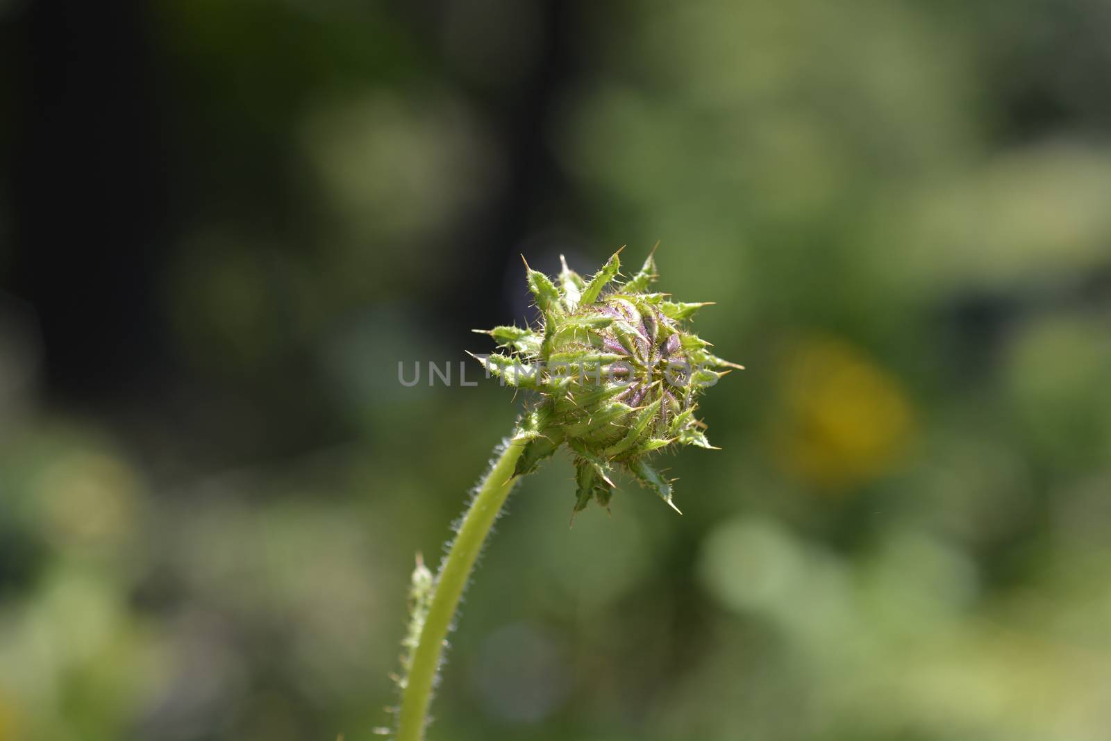 Sun daisy flower bud - Latin name - Berkheya radula