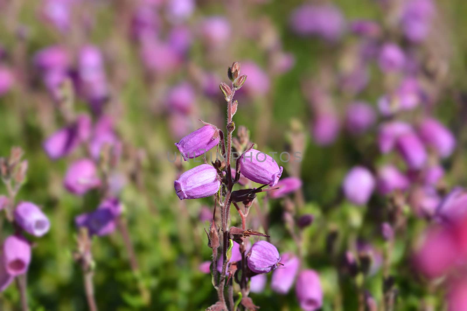 St Dabeocs heath pink flowers - Latin name - Daboecia cantabrica