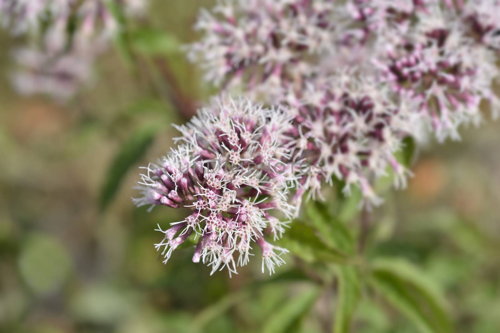 Hemp agrimony flowers - Latin name - Eupatorium cannabinum