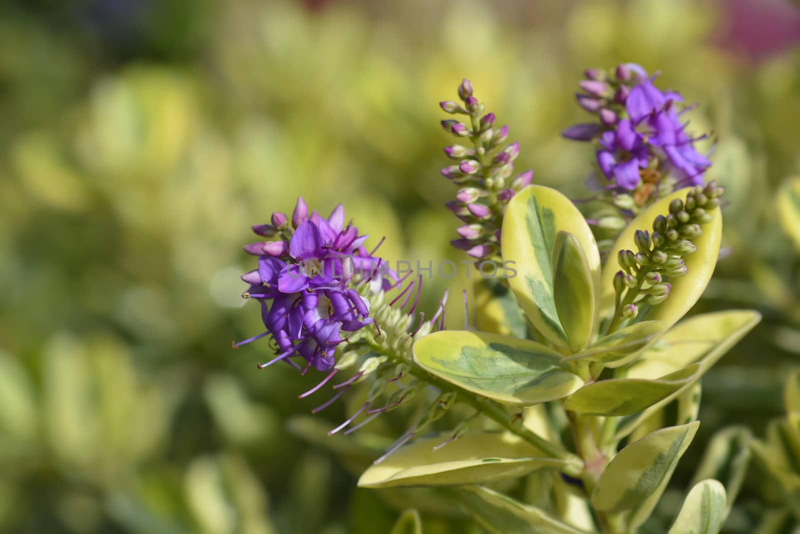 Variegated Andersons hebe - Latin name - Hebe x andersonii Variegata