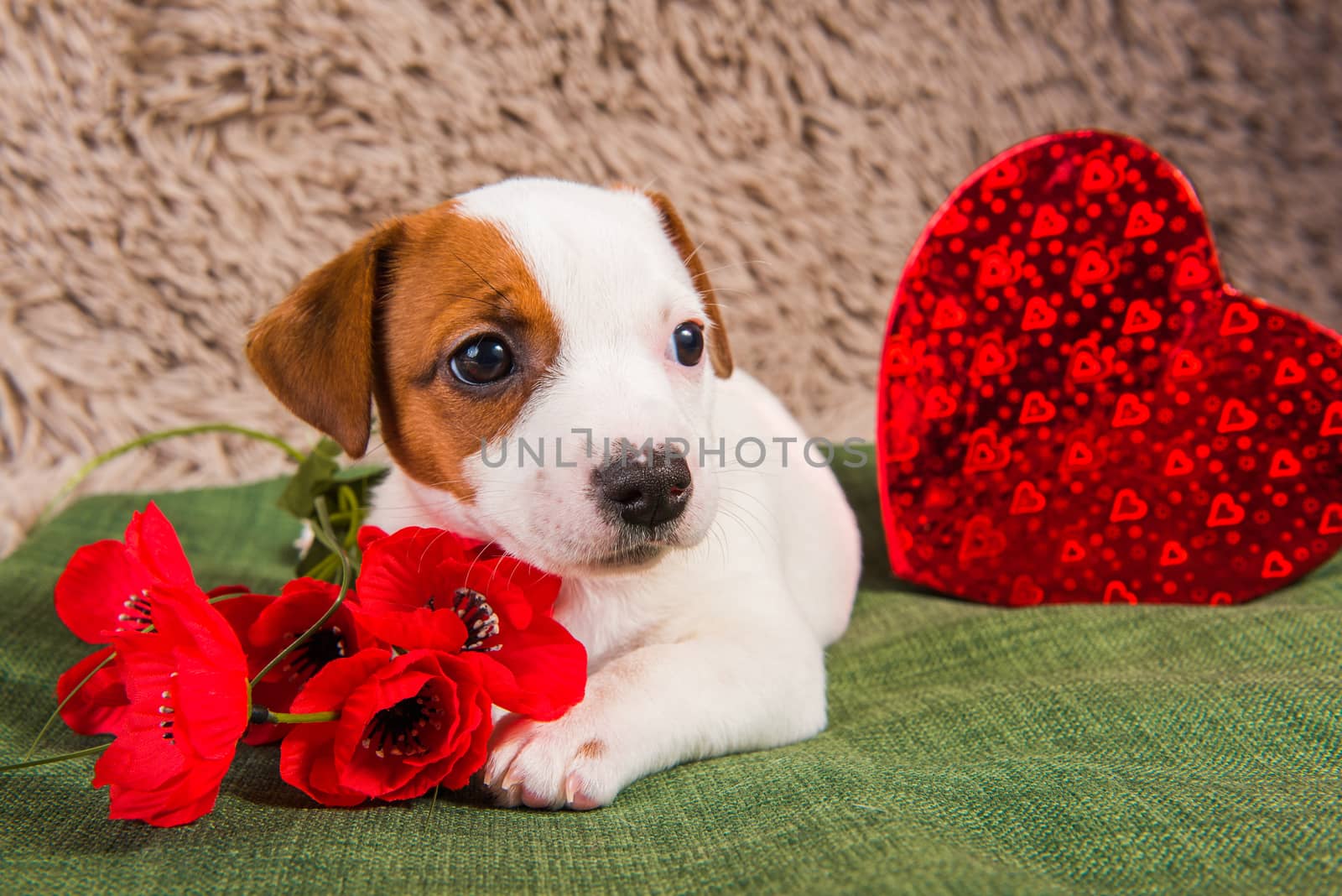 Jack Russell Terrier dog puppy are lying like an angel with red heart and flowers. Card on Valentine's Day.