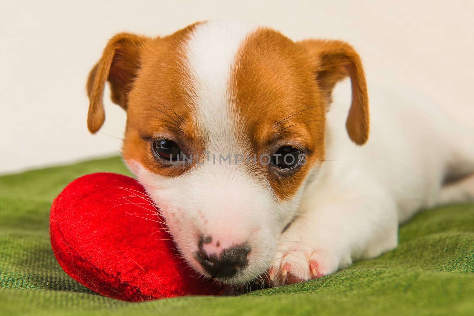 Jack Russell Terrier dog puppy are lying like an angel with red heart. Card on Valentine's Day.