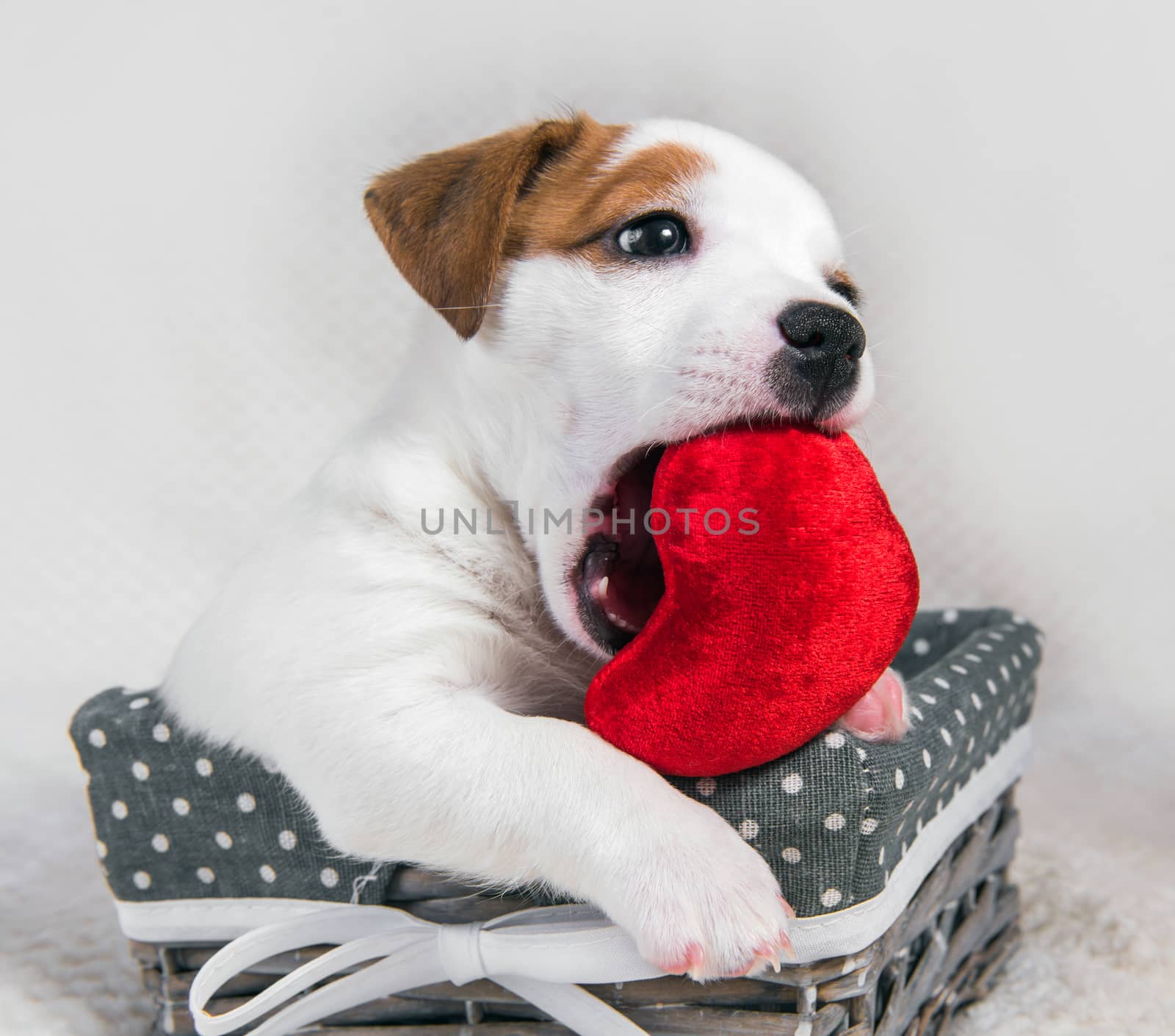 Jack Russell Terrier dog puppy in the basket with red heart on Valentine's Day.