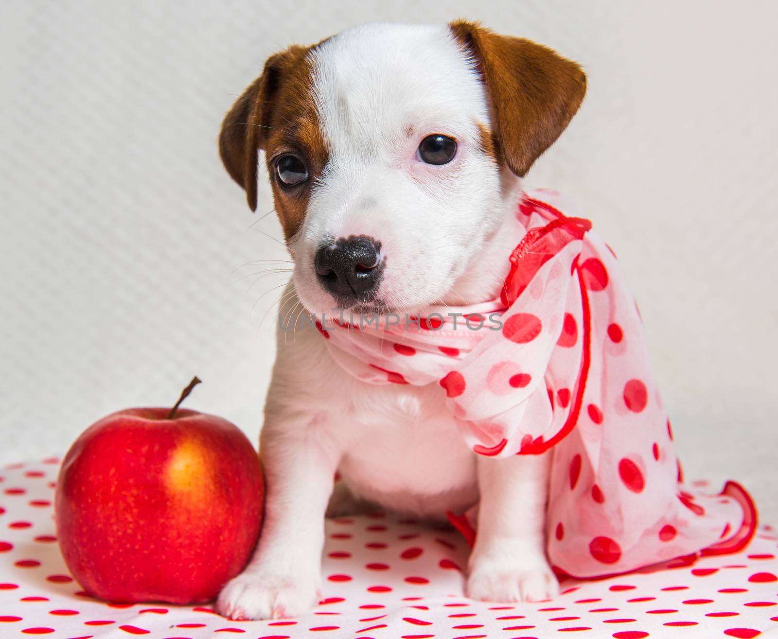 Funny female Jack Russell Terrier dog puppy with polka dots silk scarf is with red apple.