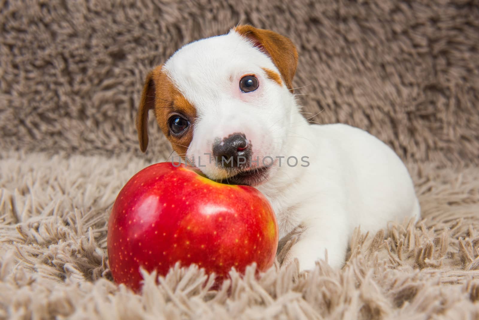 Funny Jack Russell Terrier dog puppy are lying with red apple.