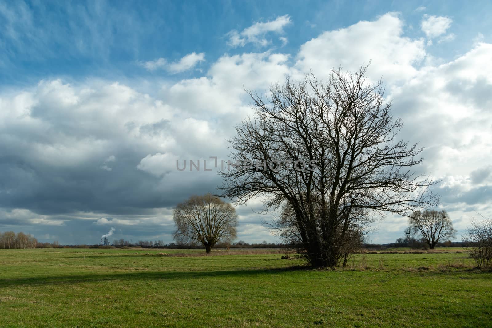 Leafless trees in a green meadow and clouds on the blue sky