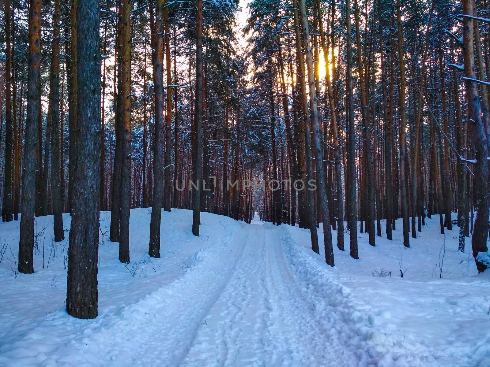 An empty snow-covered country road through the pine tree forest at sunset. Sunlight through the trees. Winter driving