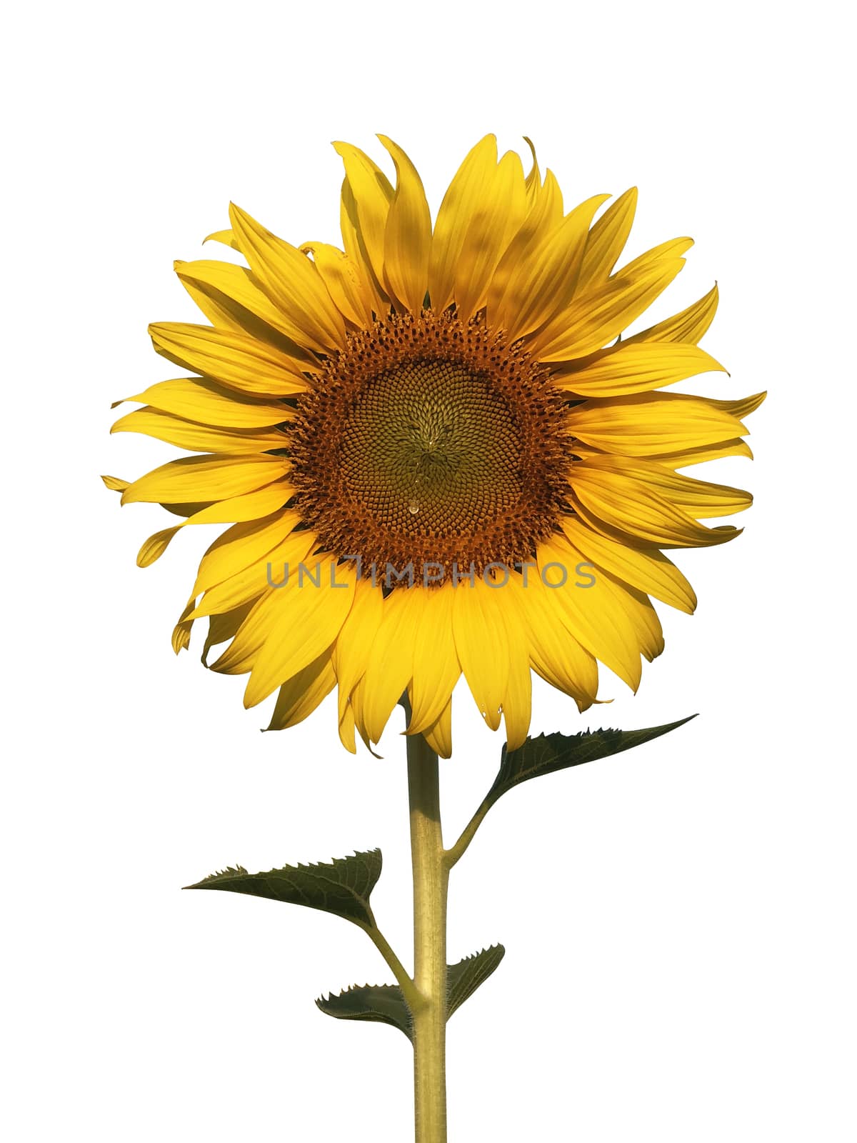 Big sunflower on white background