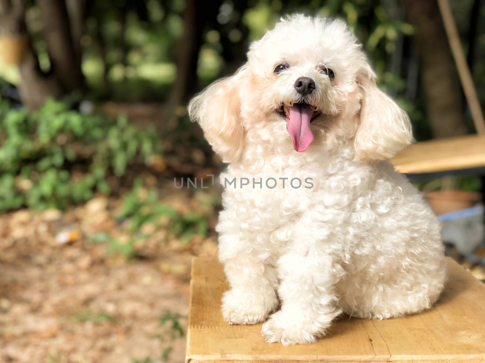 Smiling poodle dog sitting on chair in the park. by Surasak