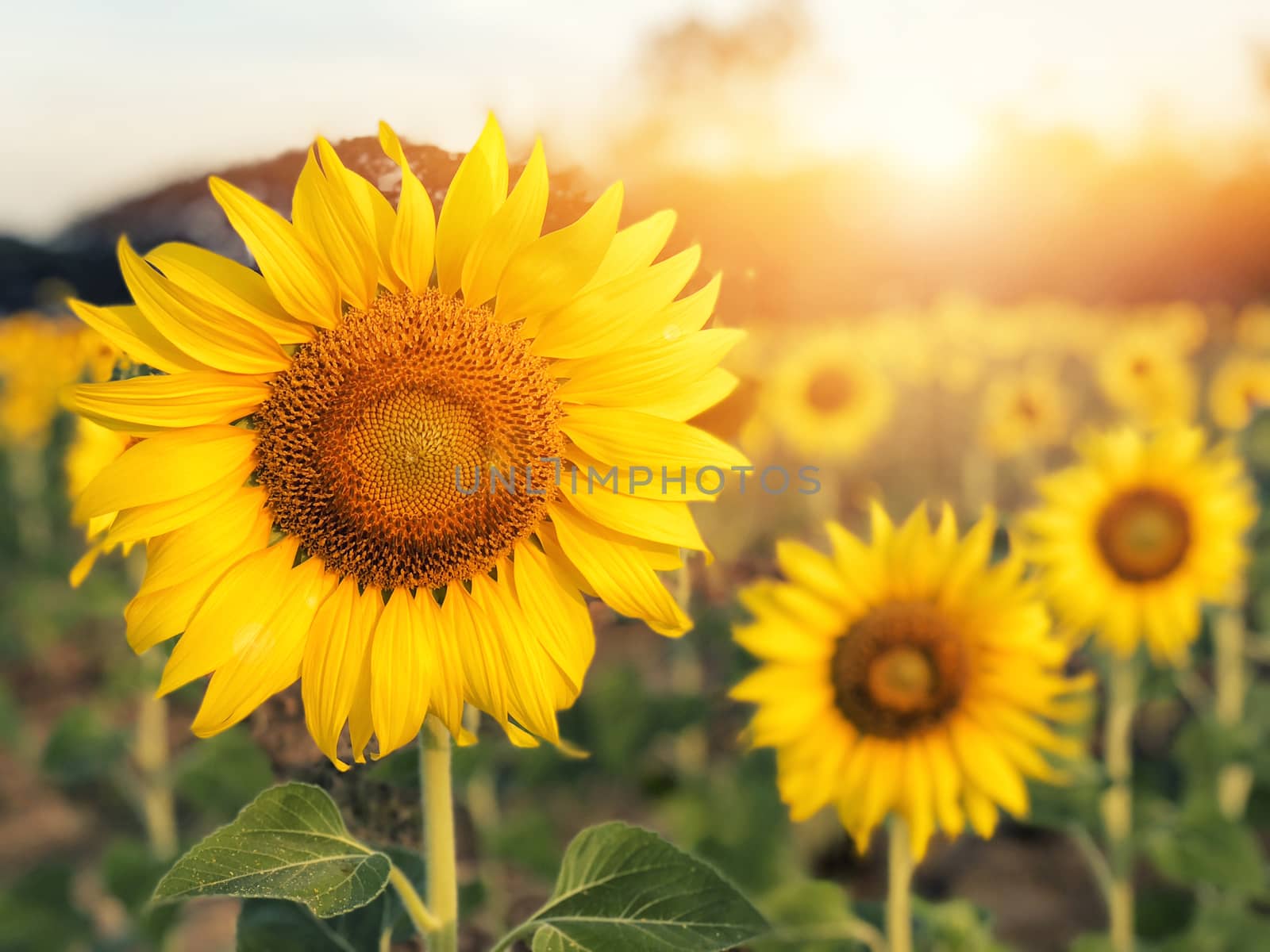 Big sunflower in the field and blue sky in sunrise