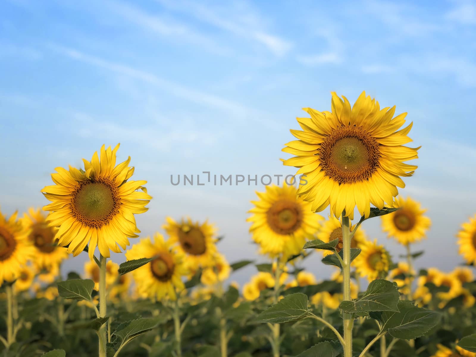 Big sunflower in the field and blue sky in sunrise