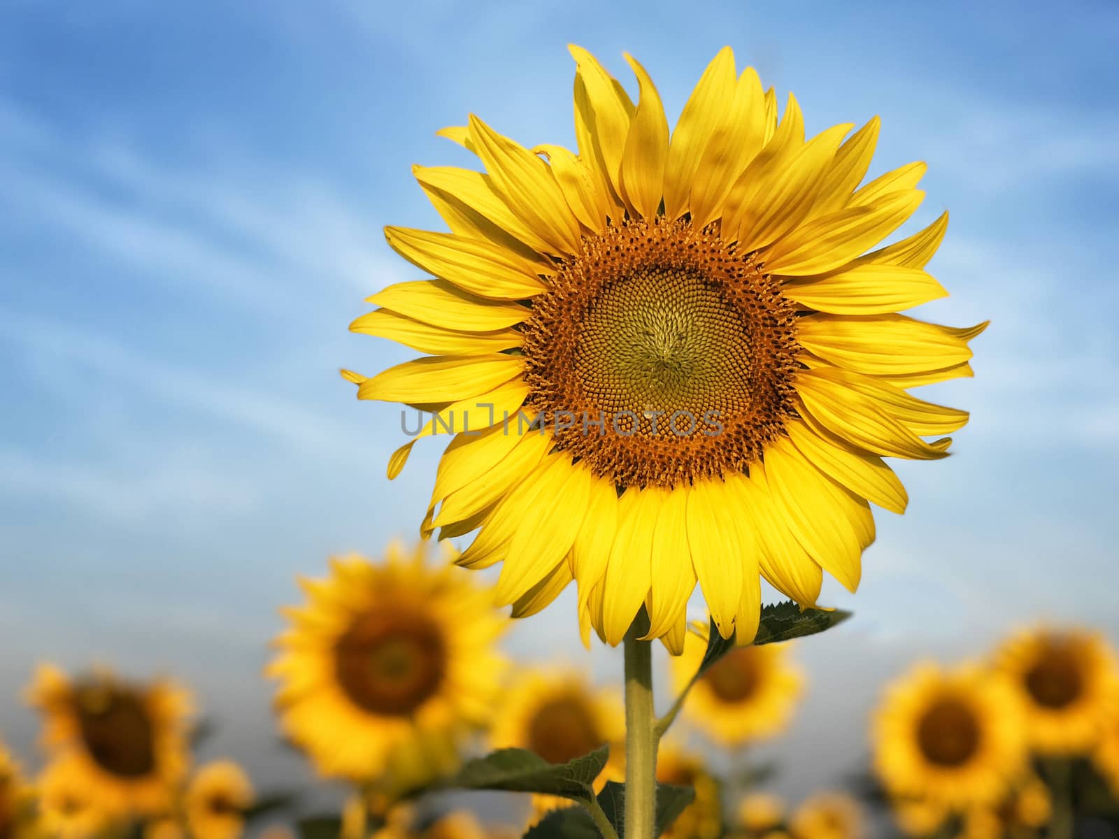 Big sunflower in the field and blue sky in sunrise by Surasak