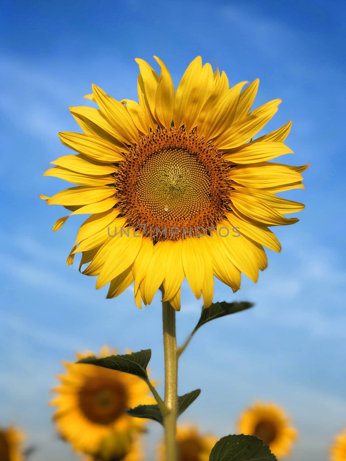 Big sunflower in the field and blue sky in sunrise by Surasak
