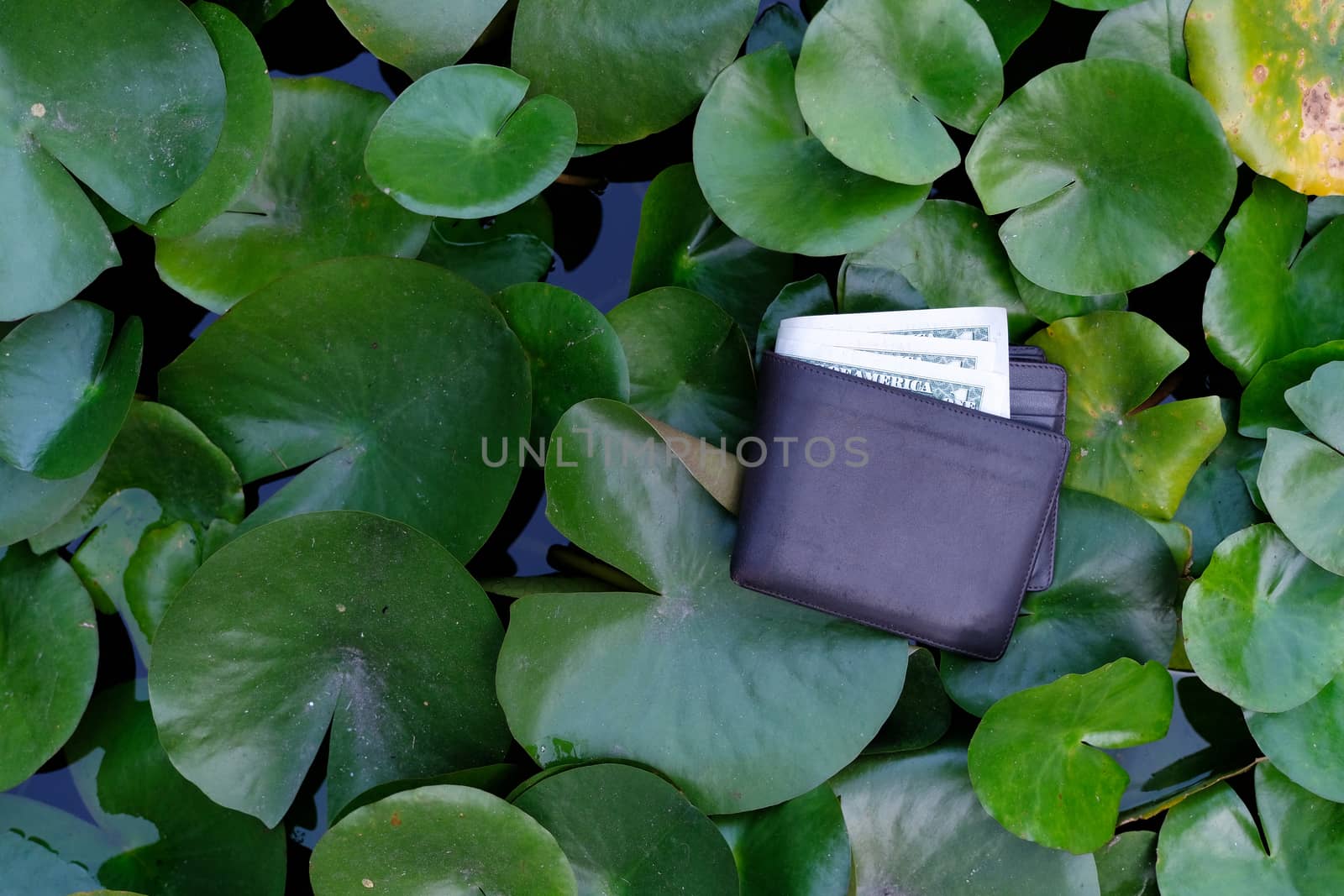 Man wallet on lotus leaf background