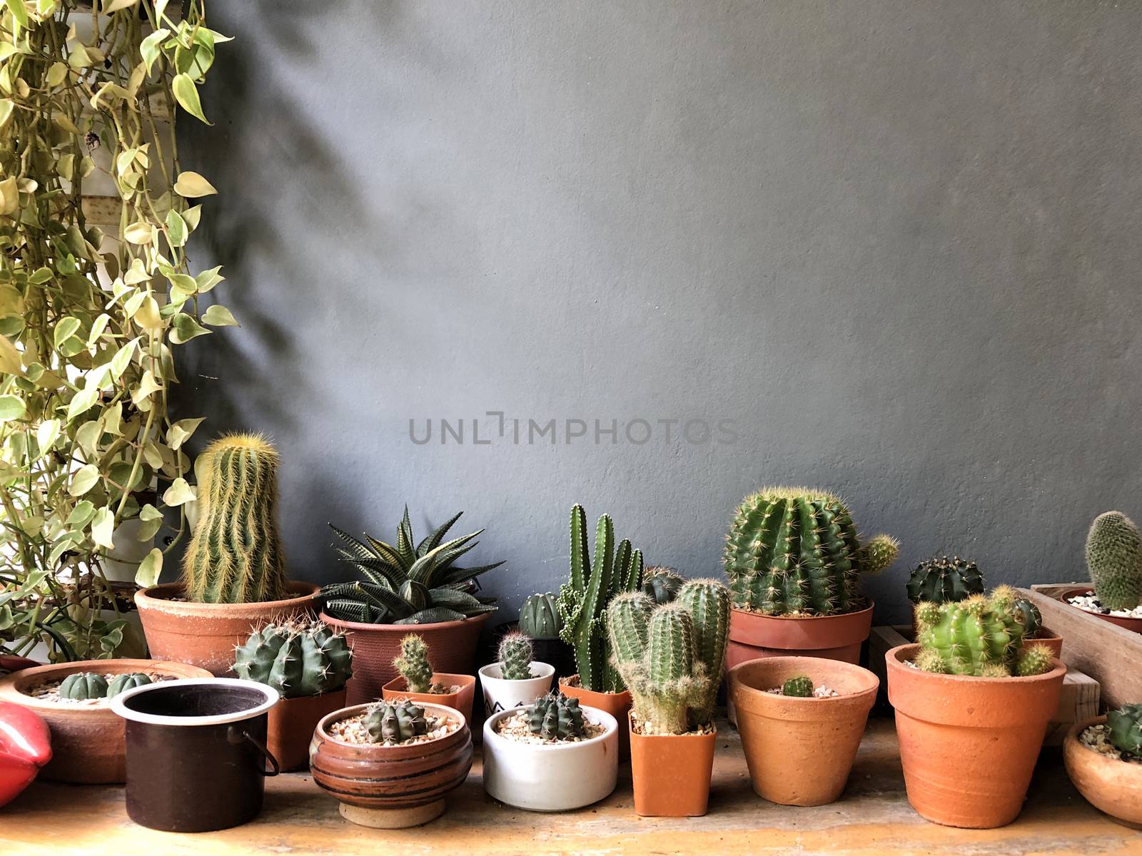 Cactus in different pots ,Outdoor Cactus Garden background by Surasak