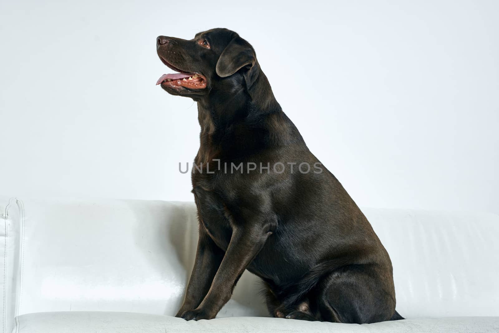 Purebred dog with black hair on a light background portrait, close-up, cropped view by SHOTPRIME