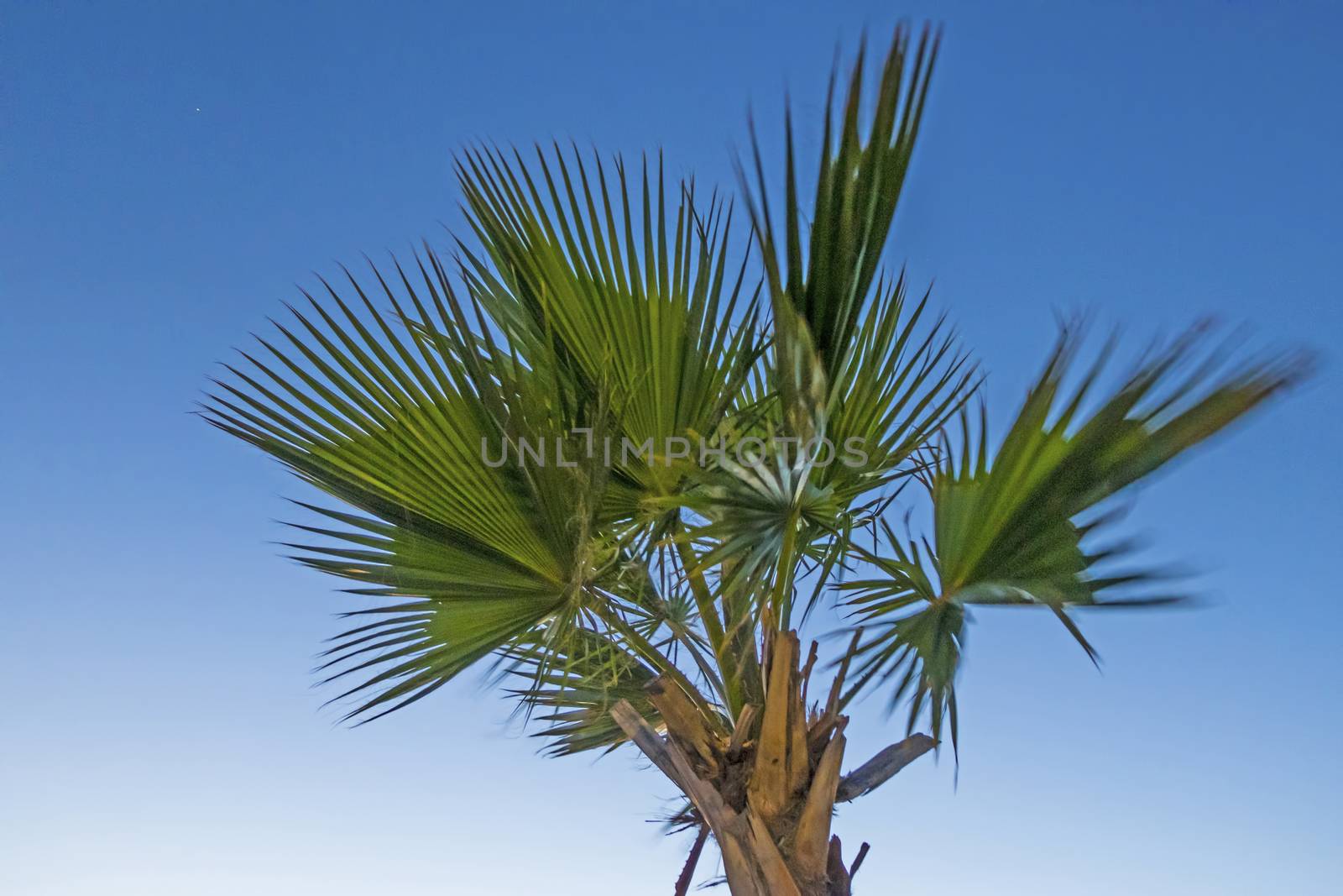 palm tree with green leaves in summer season