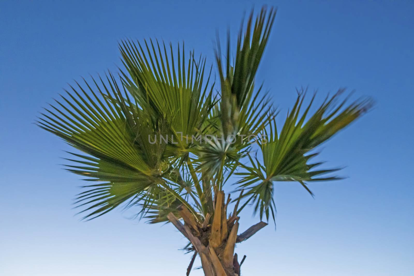 palm tree with green leaves in summer season