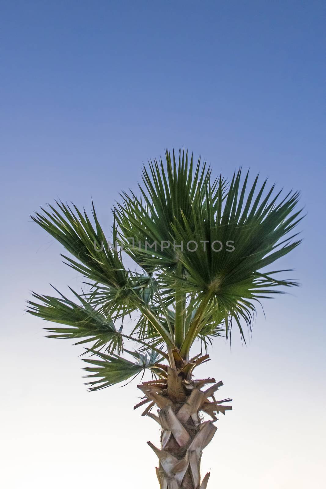 palm tree with green leaves in summer season