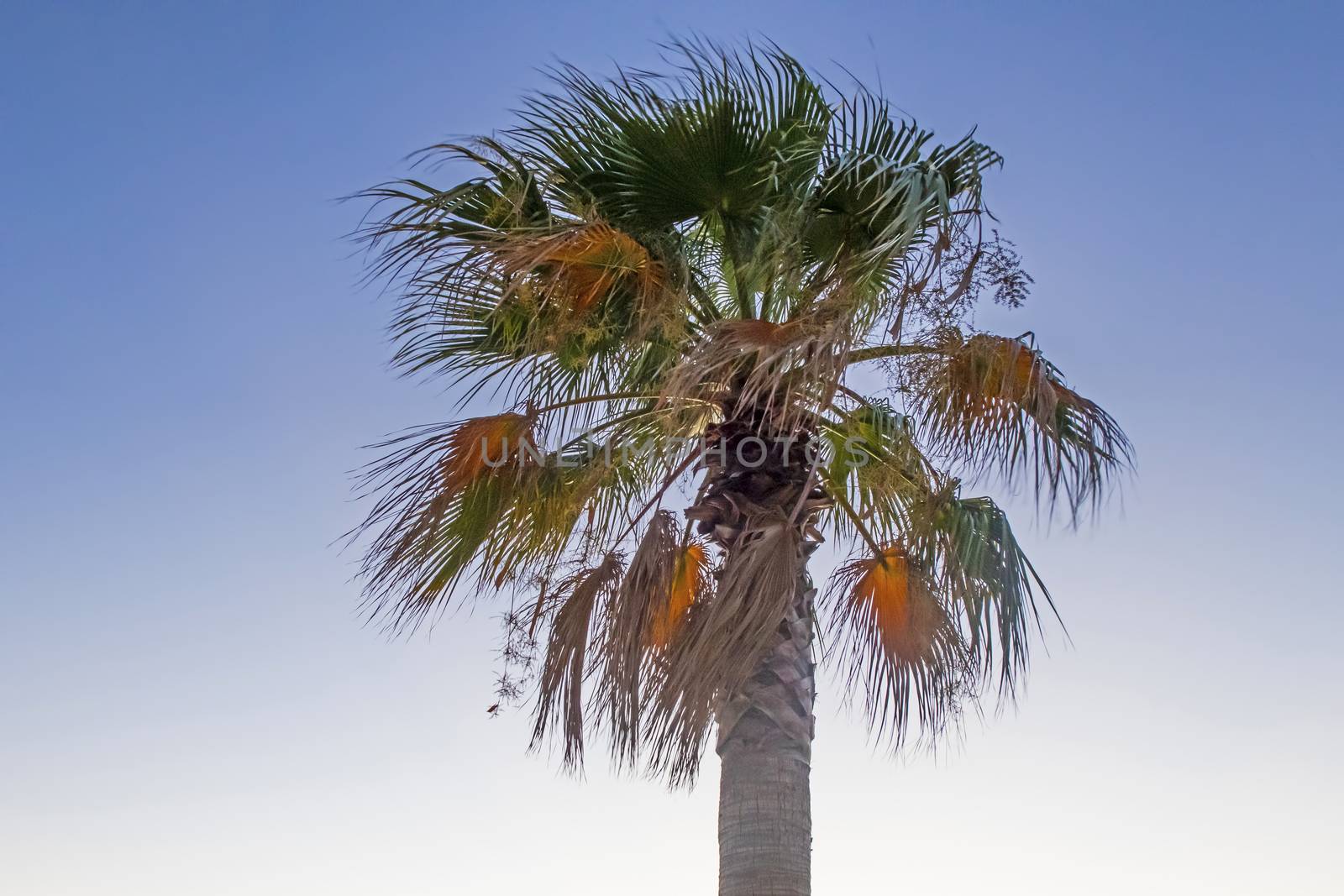 palm tree with green leaves in summer season