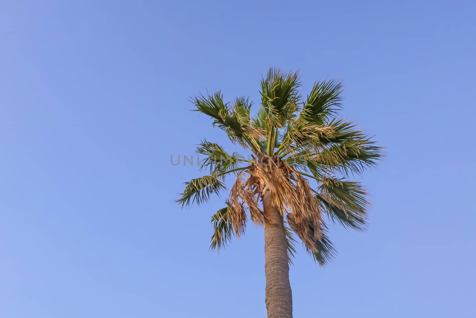 palm tree with green leaves in summer season by yilmazsavaskandag