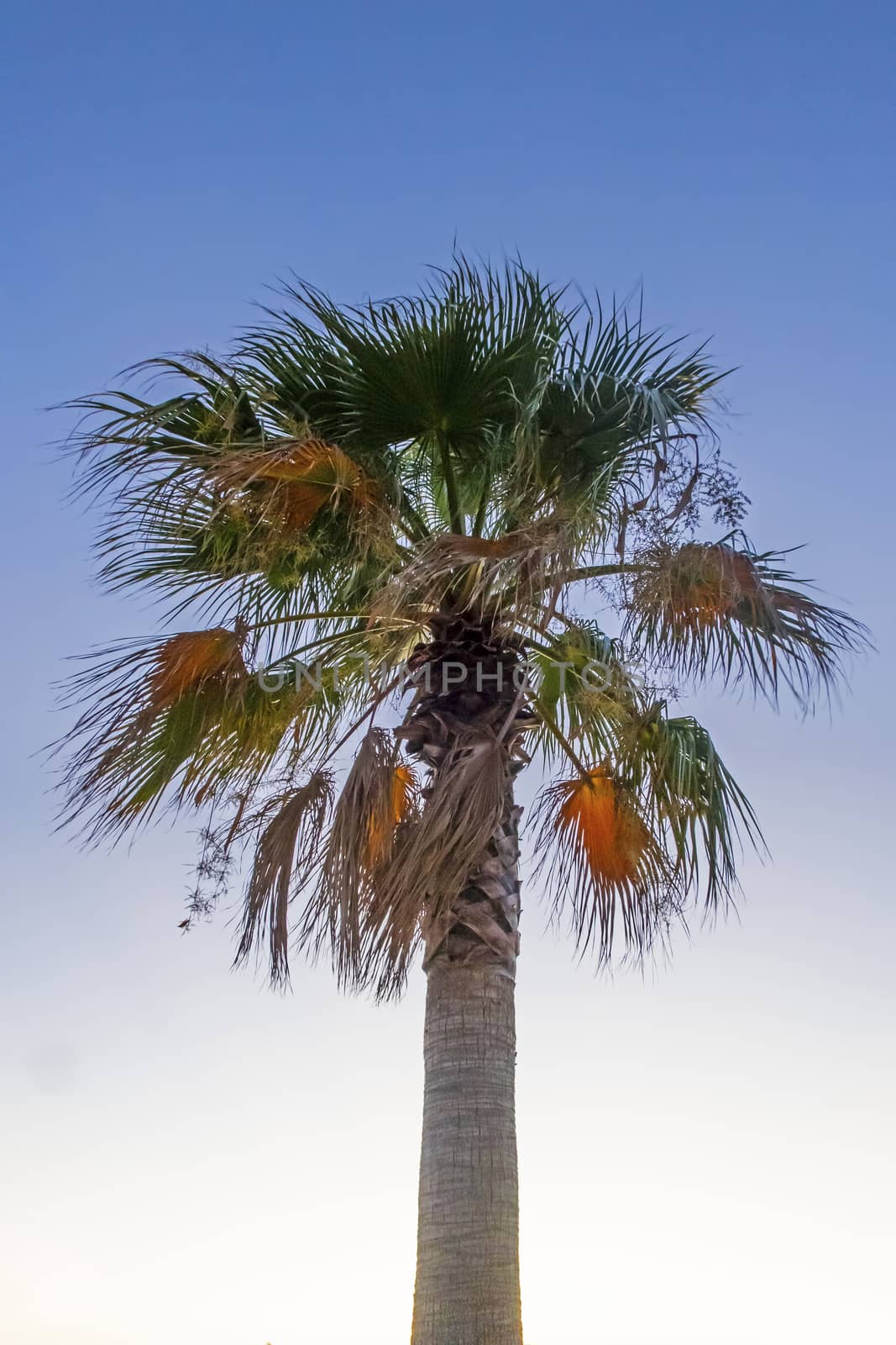 palm tree with green leaves in summer season