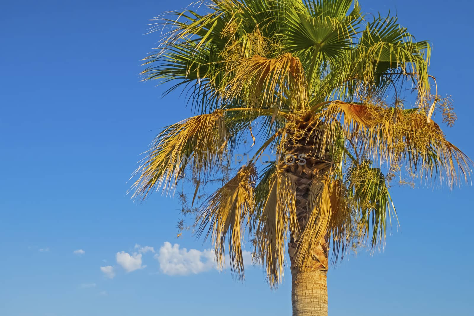 palm tree with green leaves in summer season