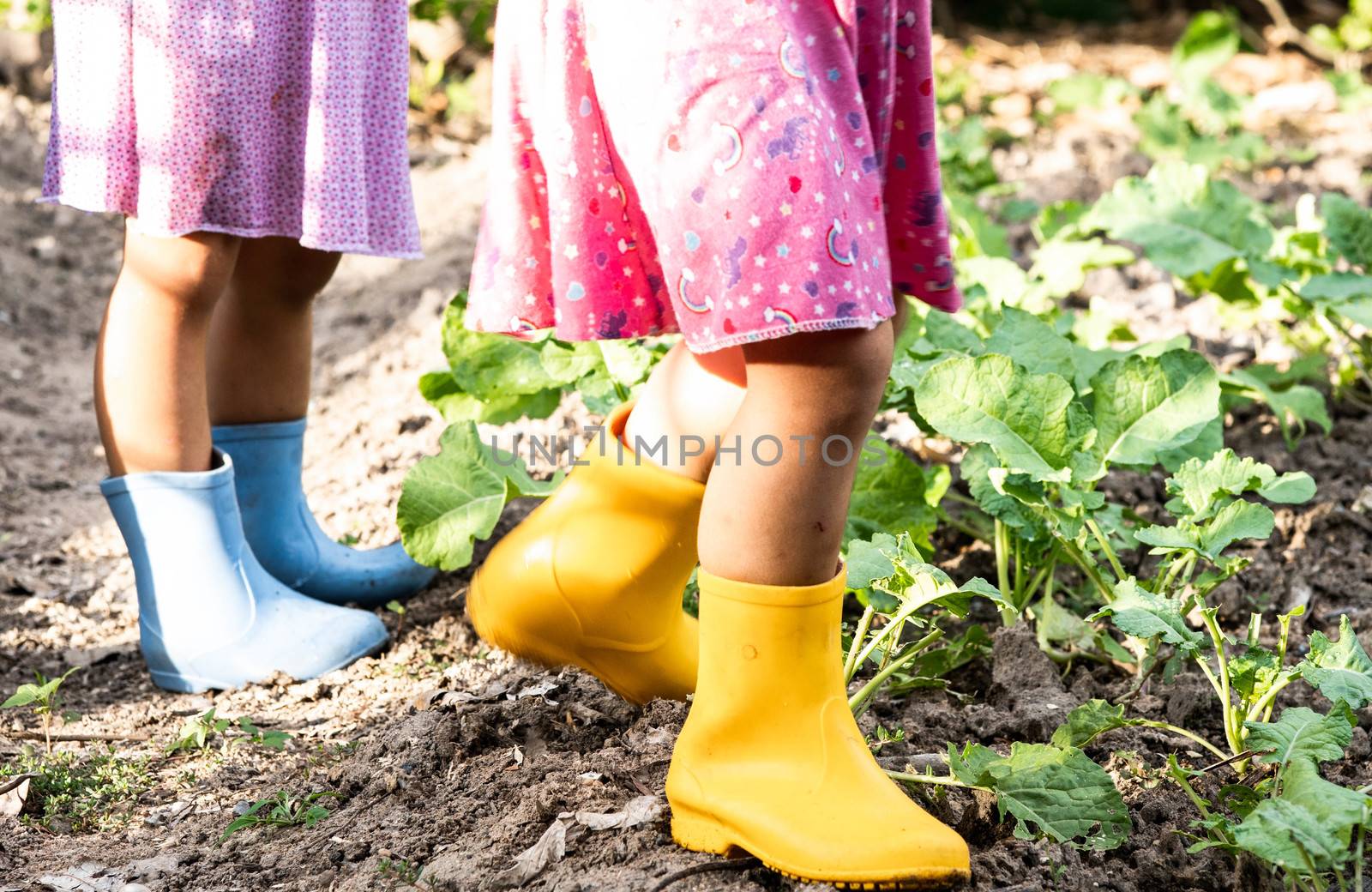 Happy two child in yellow and blue boots are watering the vegetables grown in the backyard. Close-up of legs