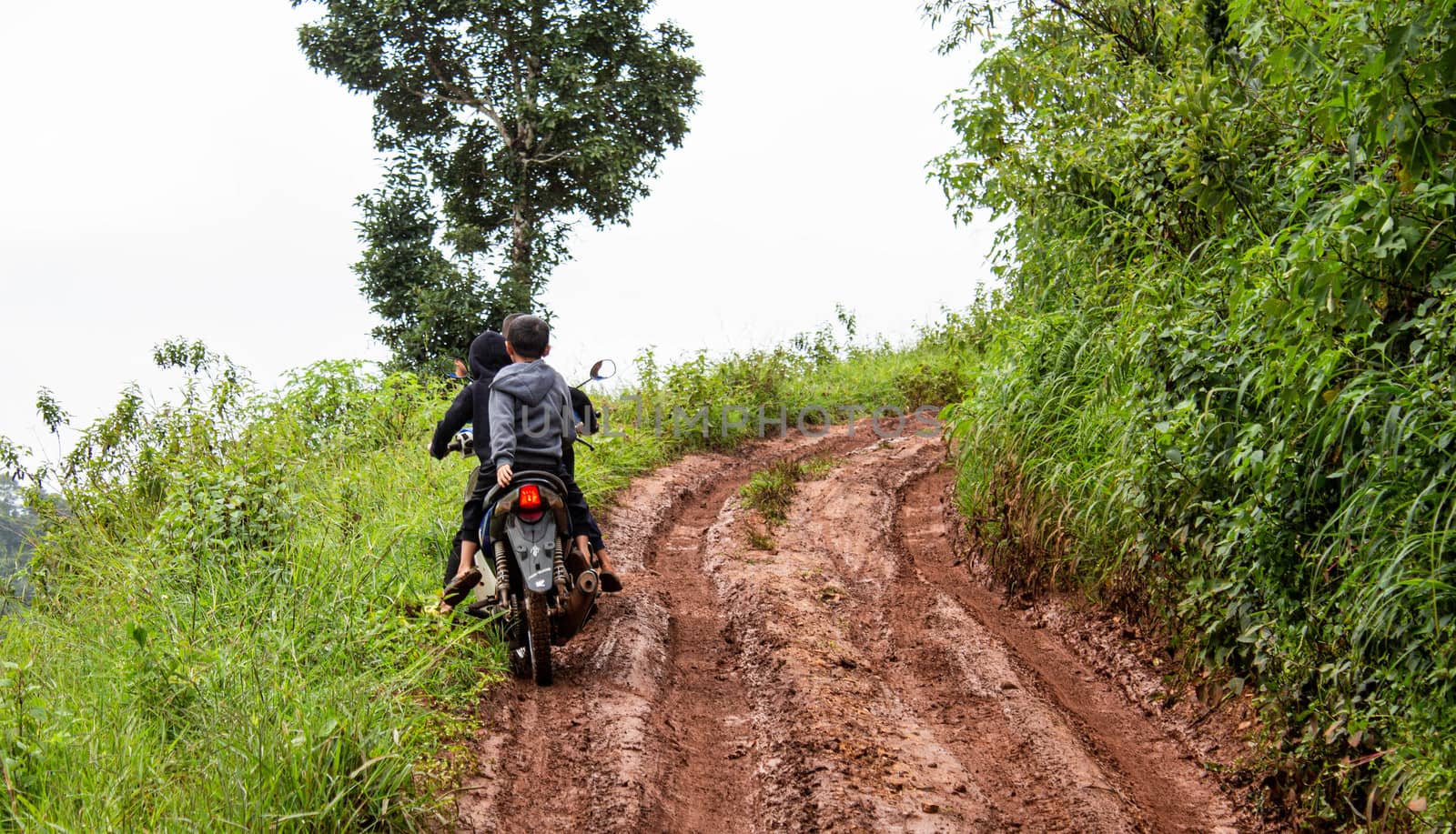 Dirt road for cars up the Doi Mae Tho with beautiful trees and green meadows, Hot District, Chiang Mai, Thailand.