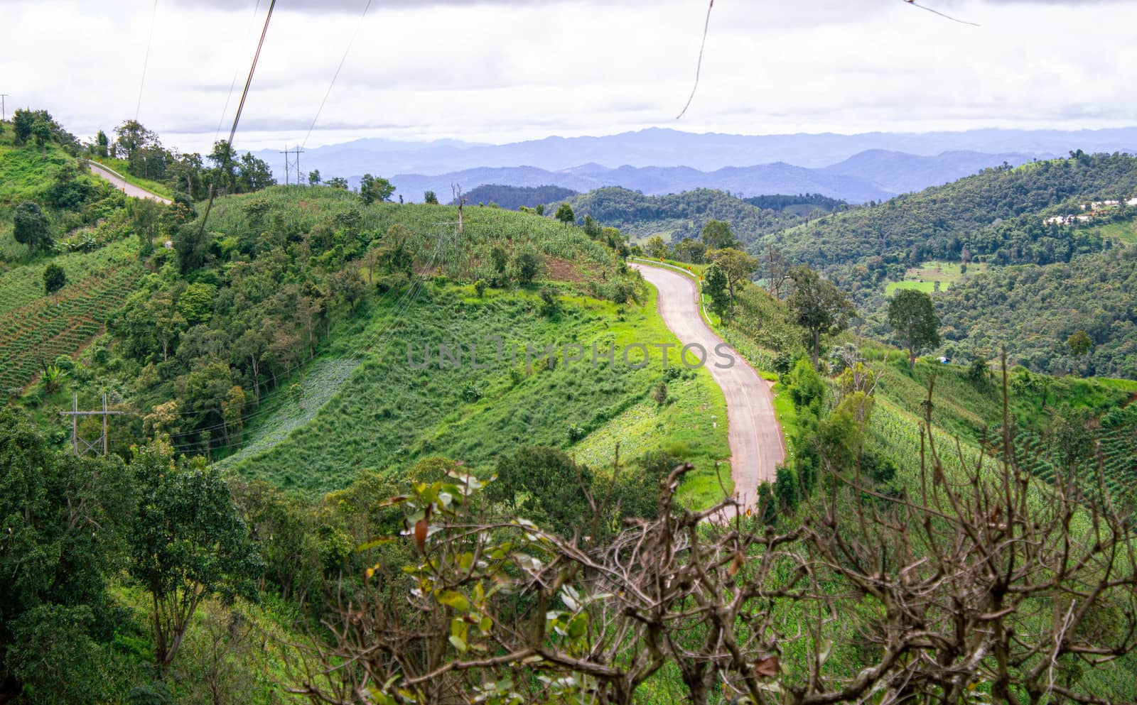 Dirt road for cars up the Doi Mae Tho with beautiful trees and g by TEERASAK