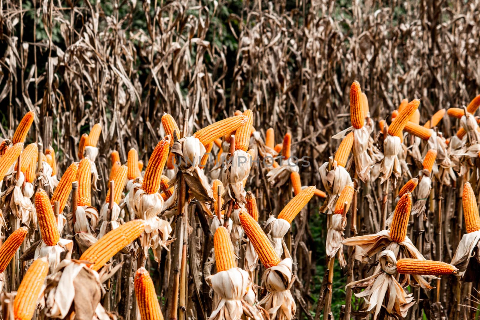 Dry corn cob with mature yellow corn growing ready for harvest in an agricultural field.