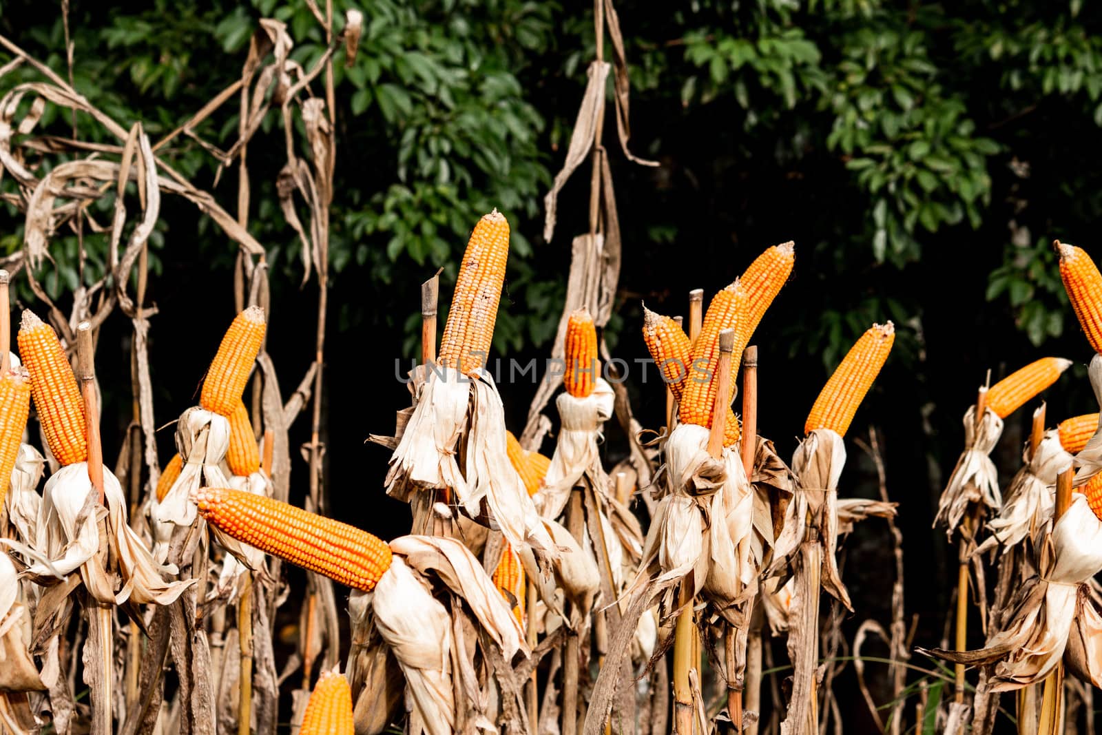 Dry corn cob with mature yellow corn growing ready for harvest in an agricultural field.