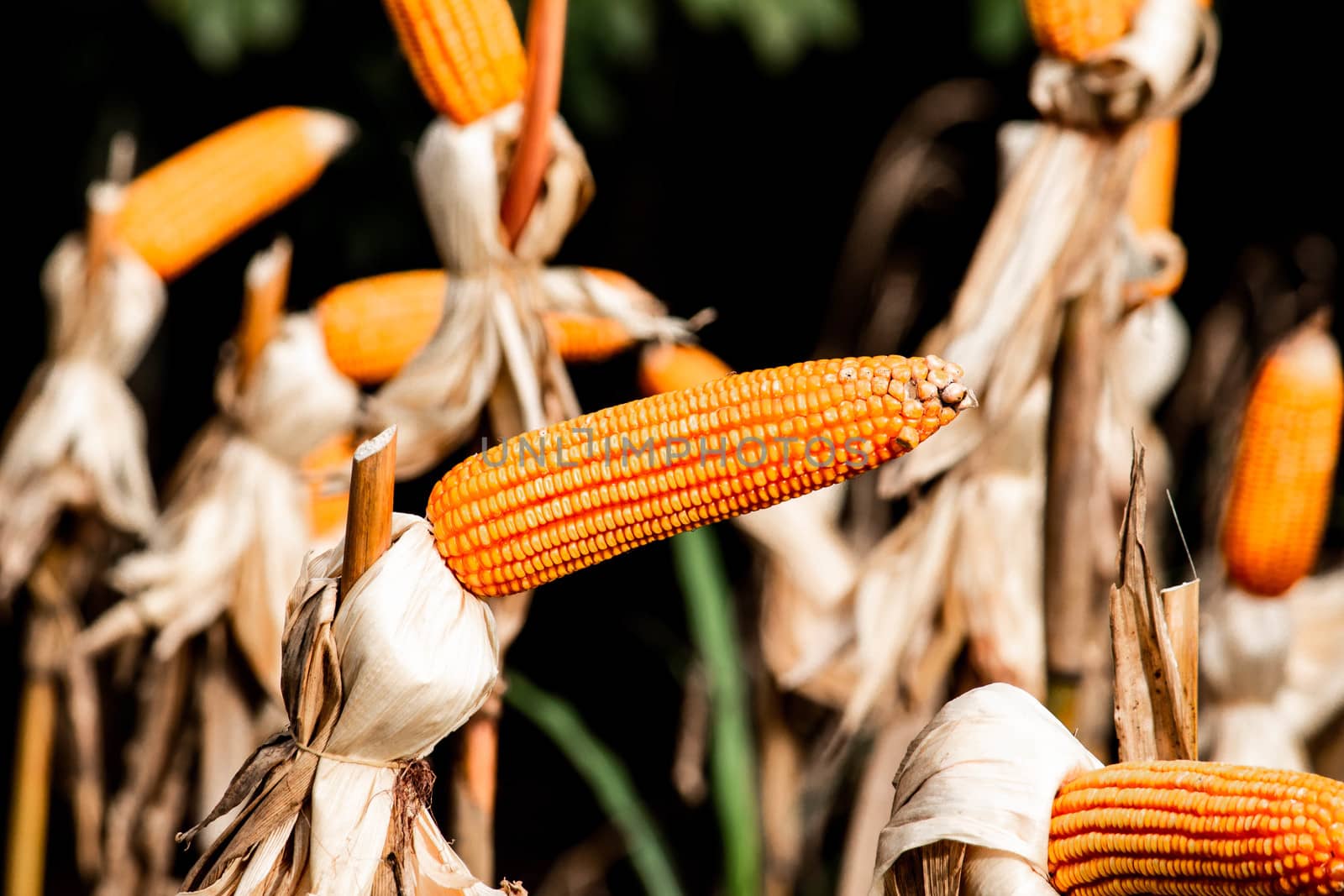 Dry corn cob with mature yellow corn growing ready for harvest i by TEERASAK