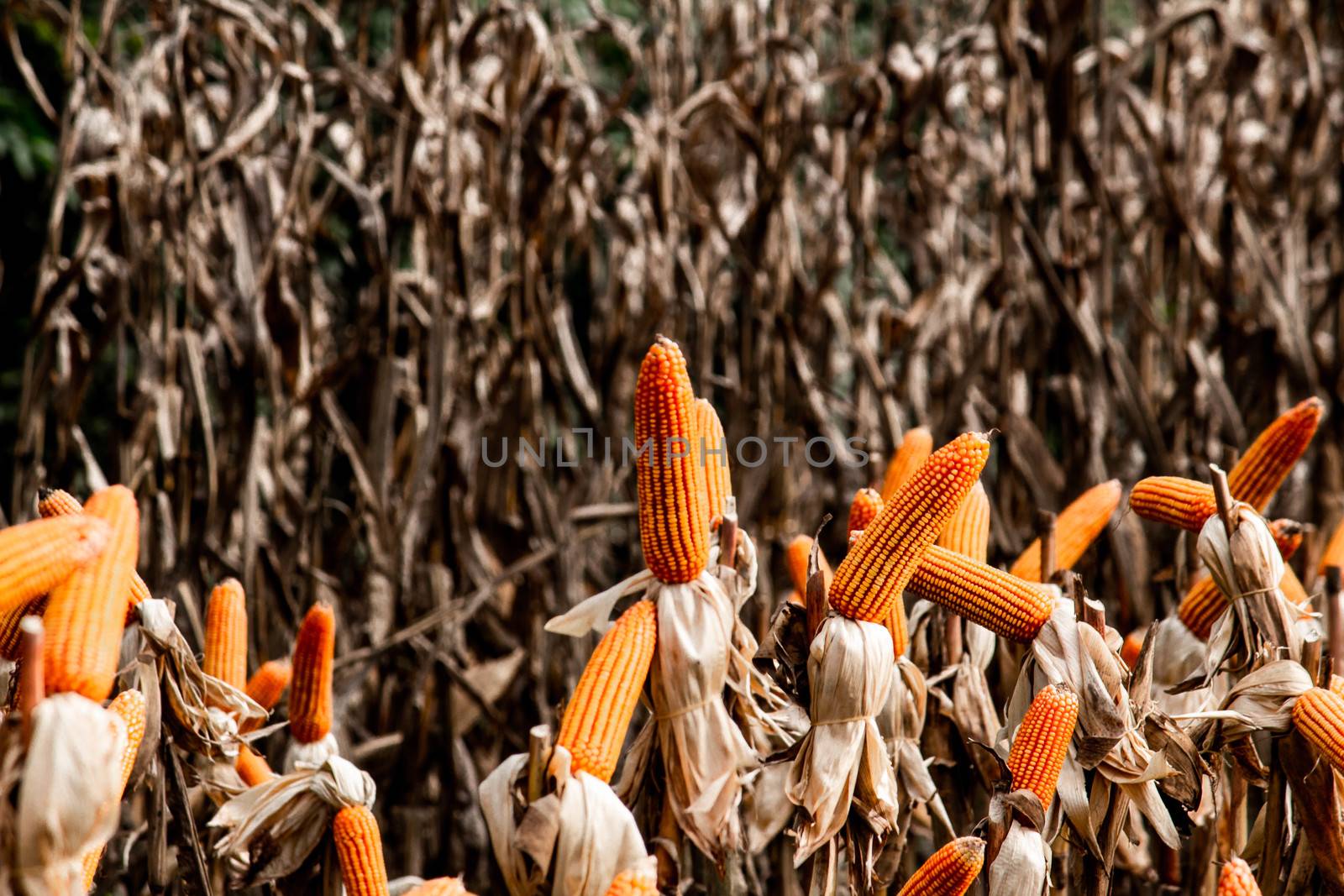 Dry corn cob with mature yellow corn growing ready for harvest in an agricultural field.