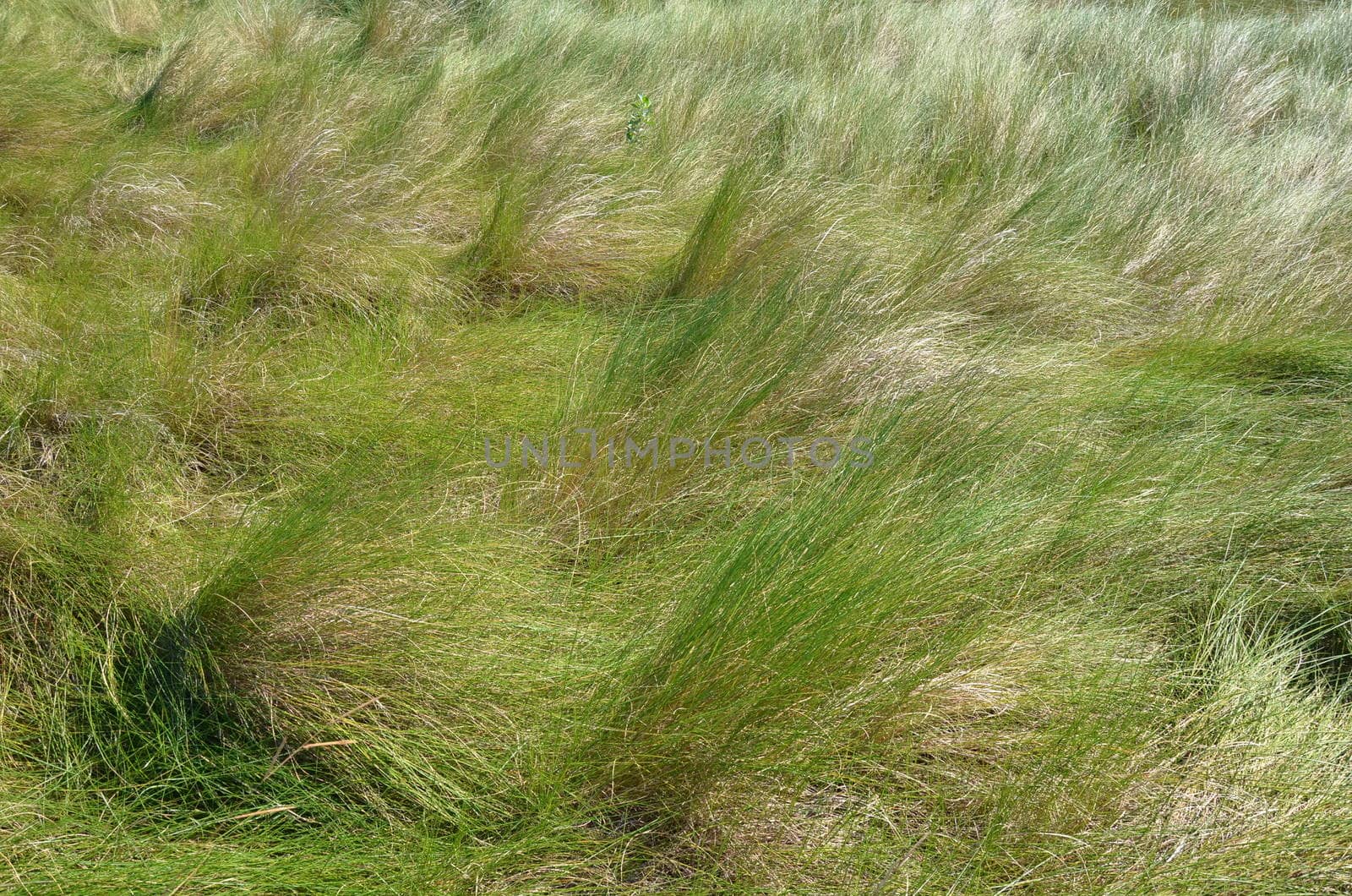 green grass in the wind on lawn or yard outdoor