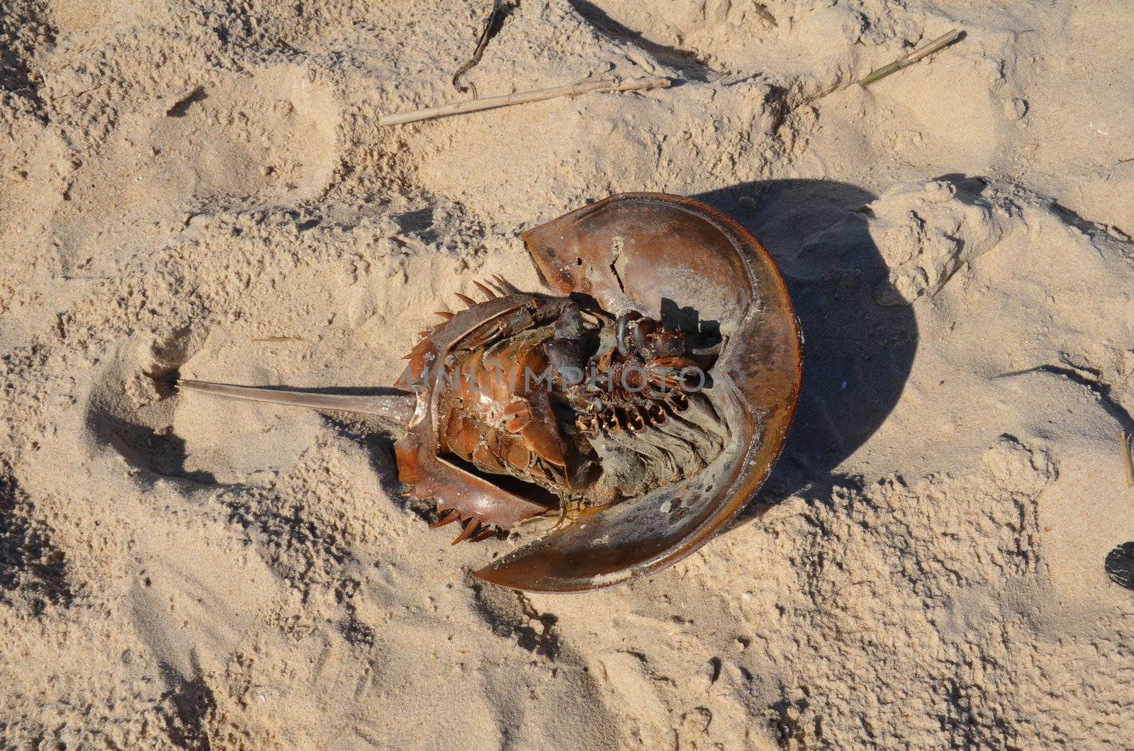 bottom of dead horseshoe crab animal in sand at beach