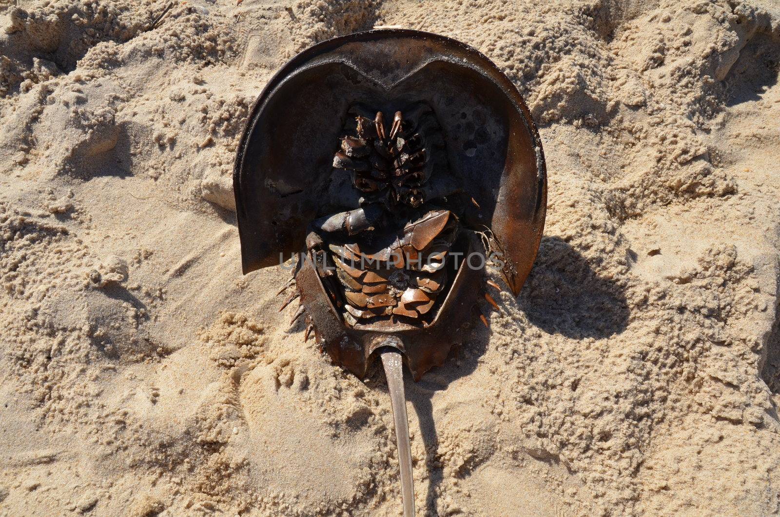 bottom of dead horseshoe crab animal in sand at beach