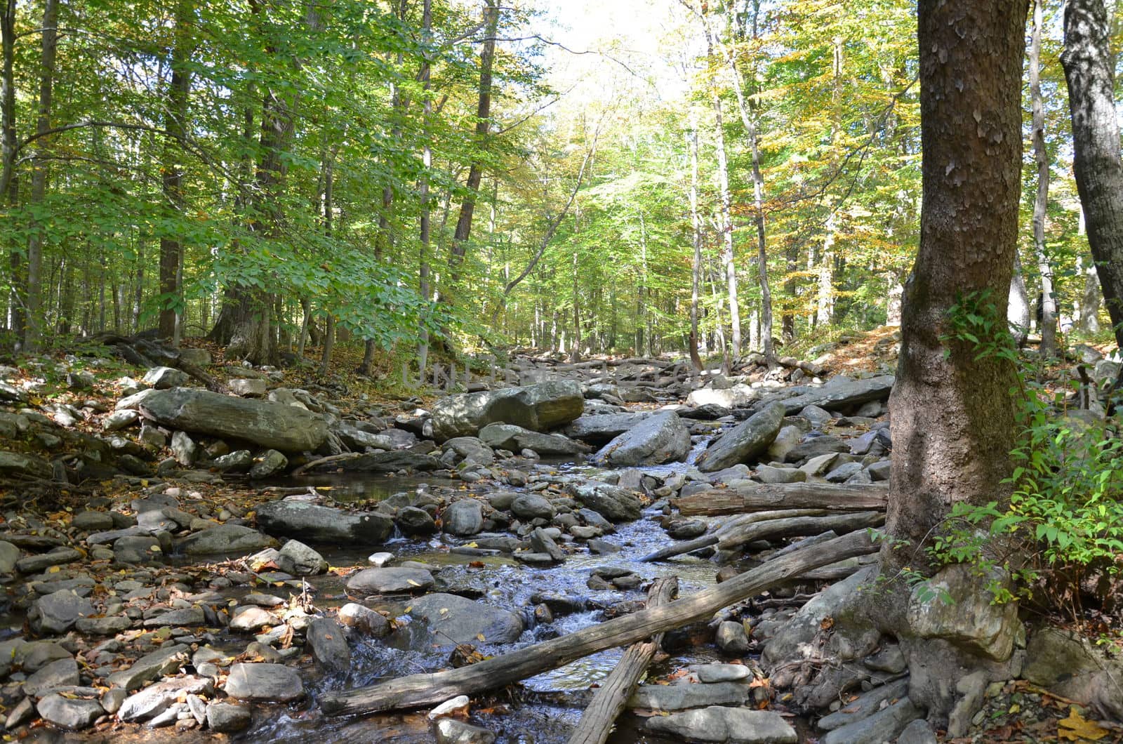 river or stream or creek in forest with rocks and trees