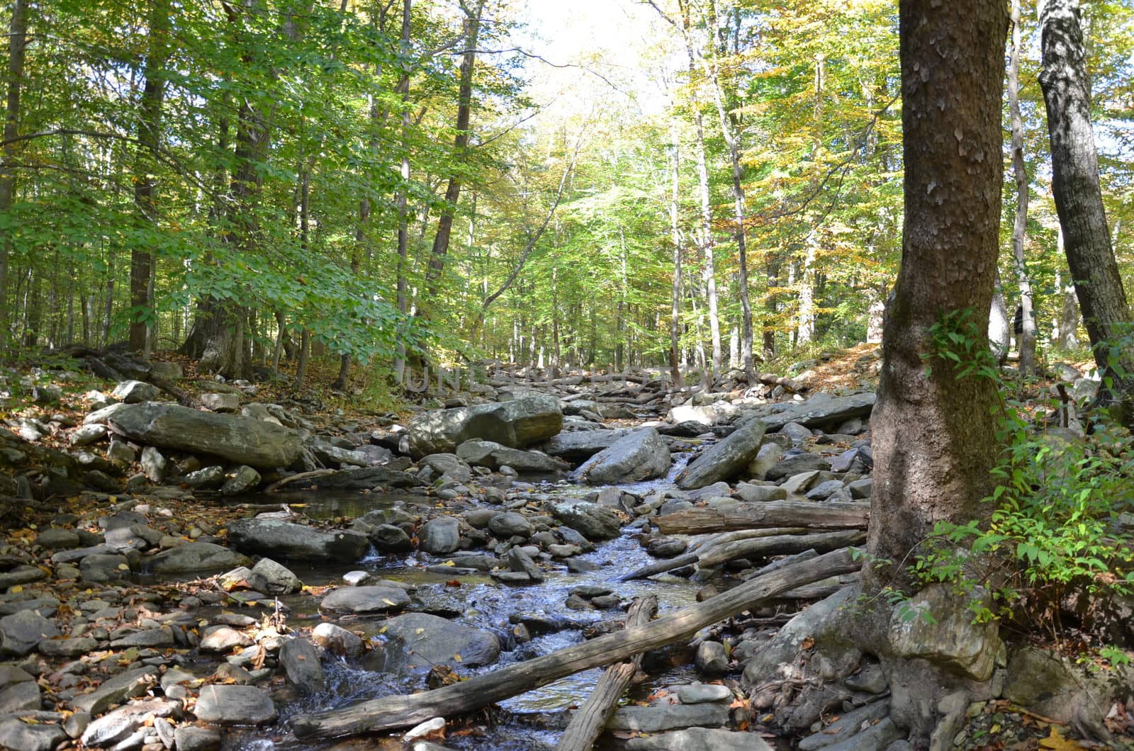 river or stream or creek in forest with rocks and trees