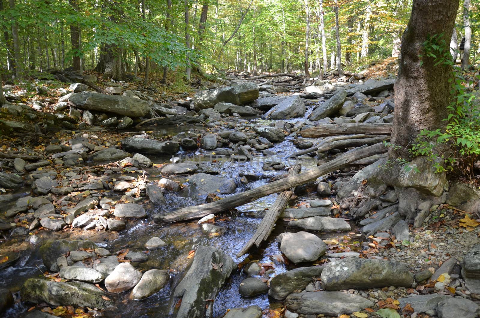 river or stream or creek in forest with rocks and trees