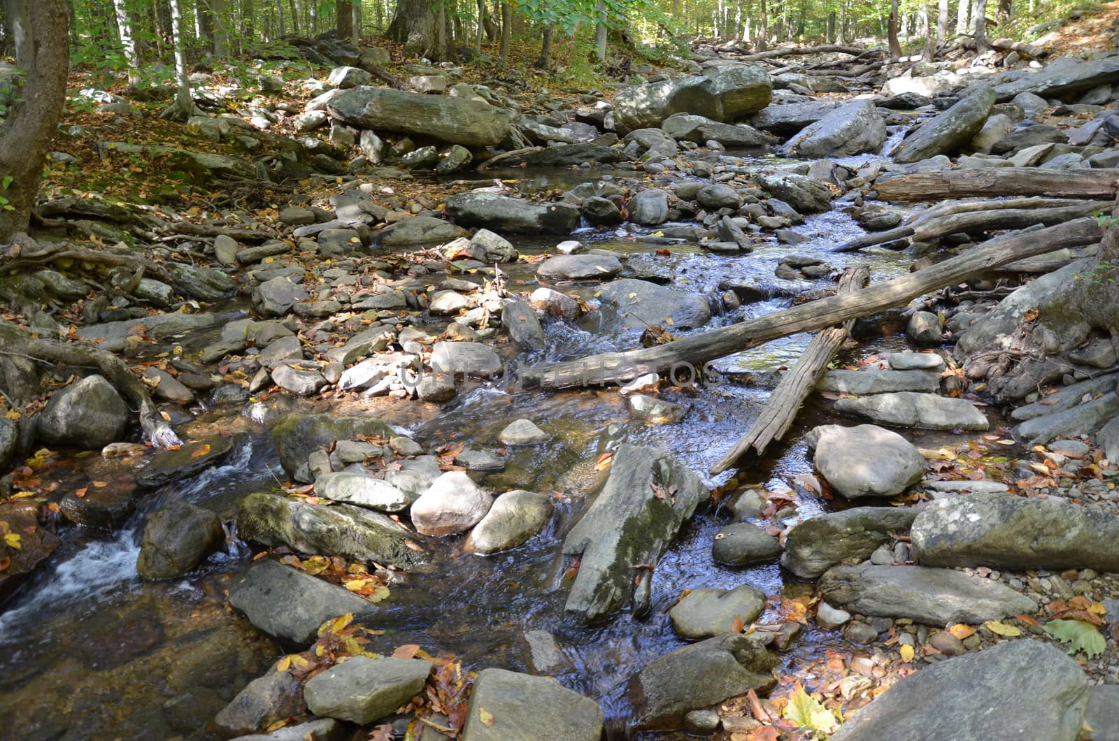 river or stream or creek in forest with rocks and trees