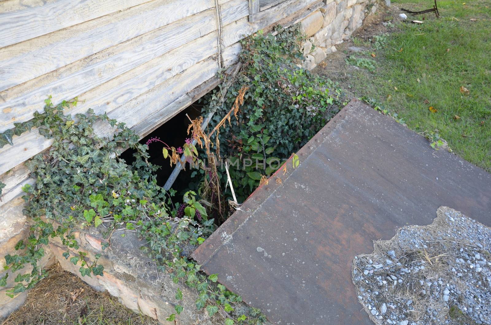 metal covering on dilapidated basement or cellar entrance with plants